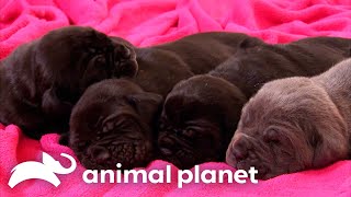 Mastiff Puppies Play Hide and Seek  Too Cute  Animal Planet