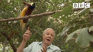 Bird interrupts David Attenborough  Attenboroughs Paradise Birds  BBC