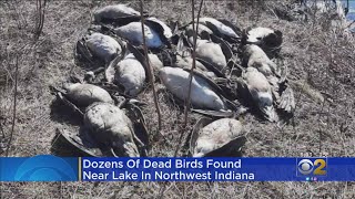 Residents Alarmed As Dozens Of Dead Waterfowl Turn Up Around Wolf Lake