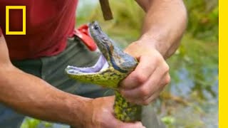 Encountering an Anaconda  Primal Survivor Escape the Amazon  National Geographic