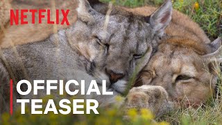 Our Planet II  Official Teaser  Netflix
