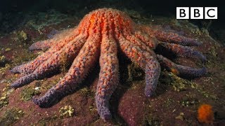 Zombie Starfish  Natures Weirdest Events  BBC