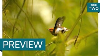 The bird that sings with its wings  Natures Weirdest Events Series 5 Episode 7 Preview  BBC Two
