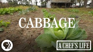 Cabbage  A Chefs Life  PBS Food