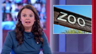 Zoo Debate Animal Rights Activist v Toddler The Beaverton