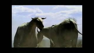 Walking With Prehistoric Beasts 2001 Promo  Discovery Channel