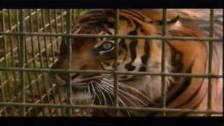 The Truth About Gay Animals  Trailer 2002