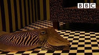 Can Cuttlefish camouflage in a living room  Richard Hammonds Miracles of Nature  BBC