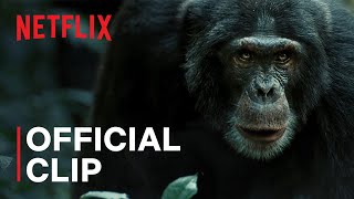 Chimp Empire  Chimps Go to War  Netflix