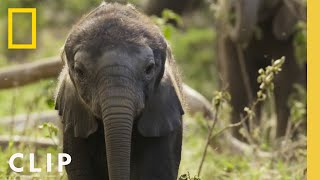 How Elephant Families Communicate and Bond  Secrets of the Elephants