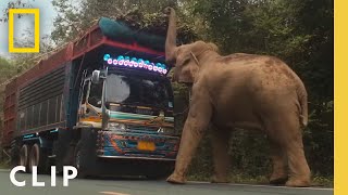 Elephant Cleverly Steals Sugar Cane off a Truck in Thailand  Secrets of the Elephants