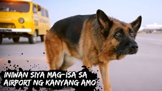 Ang ASO na INIWAN Magisa sa AIRPORT ng kanyang AMO  A Dog Named Palma 2021  Tagalog Movie Recap