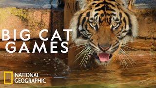 Keeping a Sumatran Tiger Healthy  Magic of Disneys Animal Kingdom