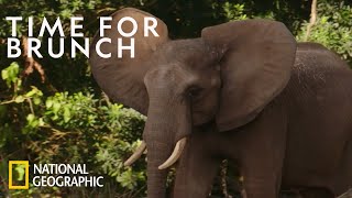 Young Elephants Learn Social Cues  Magic of Disneys Animal Kingdom