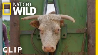 Cow gets basketballsized lump of pus drained  Dr Oakley Yukon Vet  Nat Geo Wild