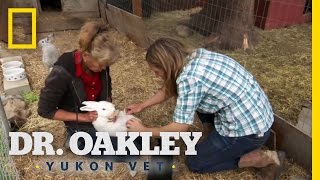 Whos the Bunnys Daddy  Dr Oakley Yukon Vet