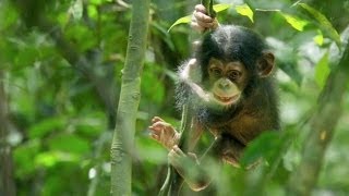Chimpanzee Movie Review Beyond The Trailer