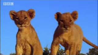 Spotting strange lions  Pride  BBC animals