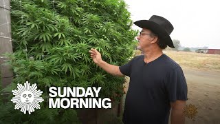 Jim Belushi cannabis farmer