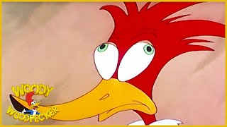 Woody Woodpecker  The Hollywood Matador  Old Cartoon  Woody Full Episodes  Videos for Kids