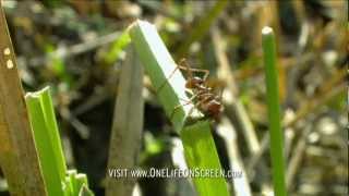 Army of grass cutter ants  One Life  BBC