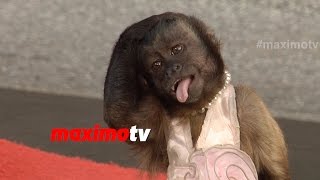 Crystal the Monkey  Highest Paid Primate In Hollywood  Best of the Best
