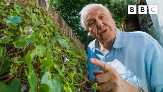 David Attenborough will make you think about weeds in a different light  The Green Planet  BBC