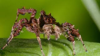 Spider With Three Super Powers  The Hunt  BBC Earth