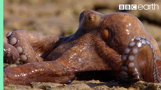 Extraordinary Octopus Takes To Land  The Hunt  BBC Earth
