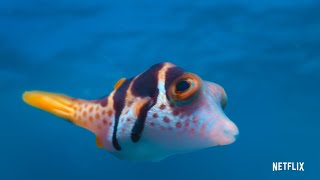 Puff Wonders of the Reef 2021 Nature Documentary Trailer  Netflix