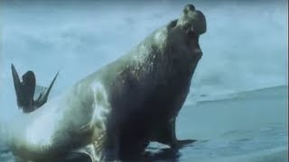 Elephant Seals  Life in the Freezer  BBC Earth