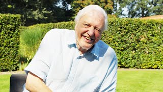 Sir David Attenborough on natures most spectacular mating displays  The Mating Game  BBC Earth