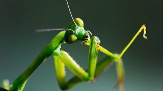 The Headless Mating Mantis  The Mating Game  BBC Earth