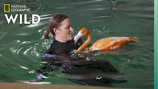 Flamingos Get Hydrotherapy  Secrets of the Zoo