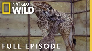 A Giraffe is Born Full Episode  Secrets of the Zoo