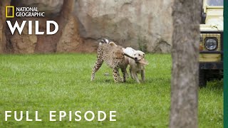 Run Cheetah Run Full Episode  Secrets of the Zoo