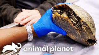 Dr Ross Rescues a Turtle in Desperate Need of Help  The Vet Life  Animal Planet