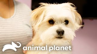 Unbelievable Surgery on Dog with Multiple Genitalia  The Vet Life  Animal Planet