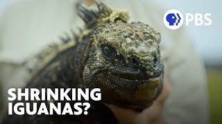 Is Climate Change Making Iguanas Shrink   Evolution Earth  PBS
