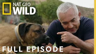 Canine Quarantine Full Episode  Cesar Millan Better Human Better Dog