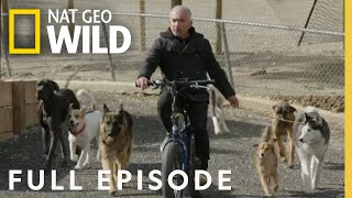 Dogs v Cats Full Episode  Cesar Millan Better Human Better Dog