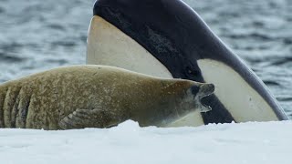 Killer Whales Extraordinary Hunting Technique  Frozen Planet II  BBC Earth