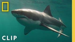 Why more White Sharks are pushing north into Canadian waters  Shark Below Zero