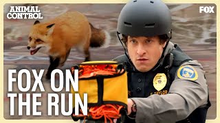 How To Capture A Fox With Steeze  Animal Control
