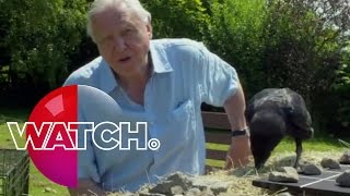 David Attenboroughs Natural Curiosities Bran The Raven  Watch