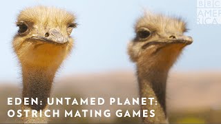 Ostrich Mating Games Eden Untamed Planet Sneak Peek  BBC America  AMC