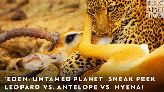 Eden Untamed Planet Sneak Peek Leopard vs Antelope vs Hyena  BBC America  AMC