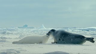 Arctic Our Frozen Planet Trailer  BBC Earth