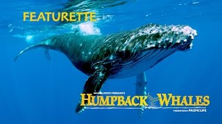 Humpback Whales  Featurette with Ewan McGregor