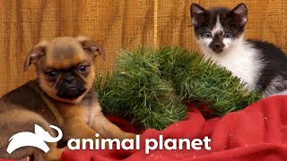Cutest Puppy  Kitty Holiday Moments  Too Cute  Animal Planet